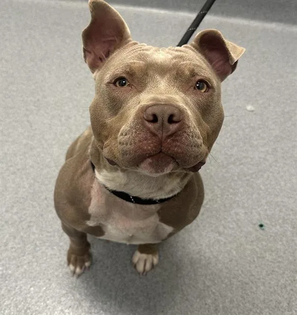 A young medium-sized female Pit Bull Terrier dog named Cara for adoption in Indianapolis, IN