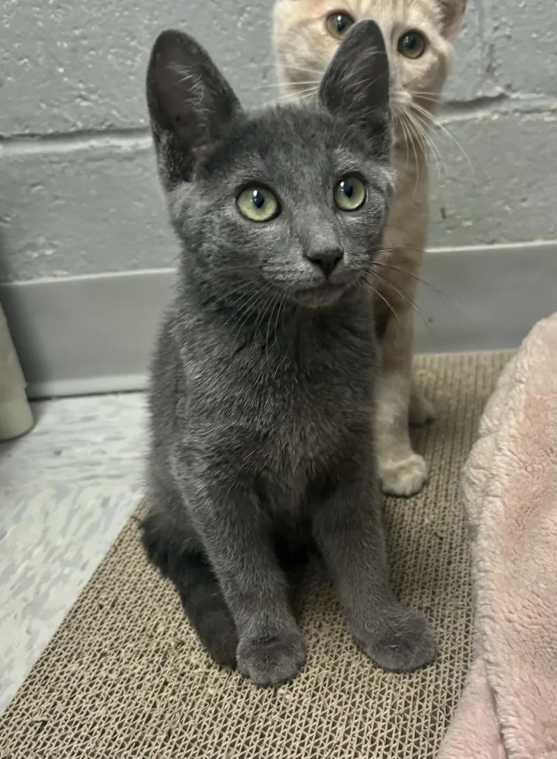 A baby medium-sized male Gray / Blue / Silver Domestic Short Hair cat named Sushi Roll for adoption in Bardstown, KY