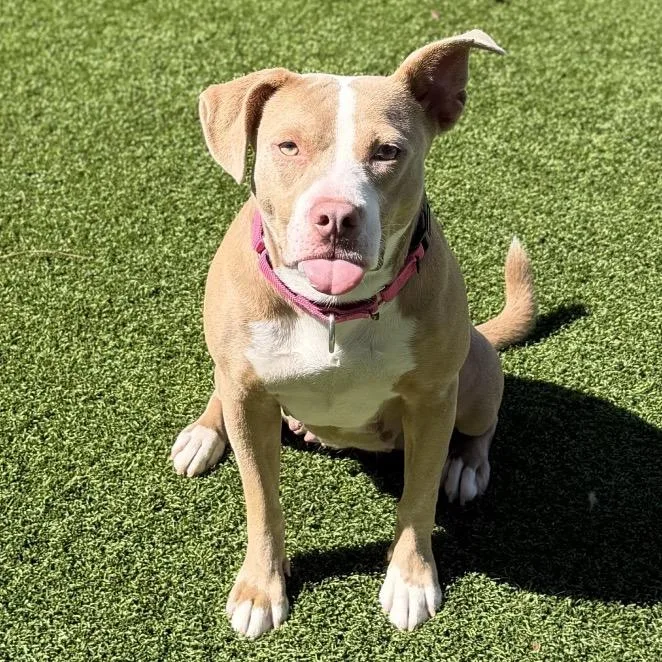 An adult medium-sized female Yellow / Tan / Blond / Fawn Pit Bull Terrier dog named Louise "Weezy" for adoption in Ennis, TX