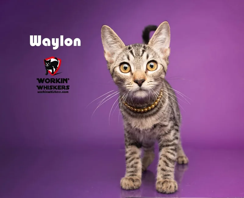 A baby medium-sized male Egyptian Mau cat named Waylon for adoption in HEMET, CA