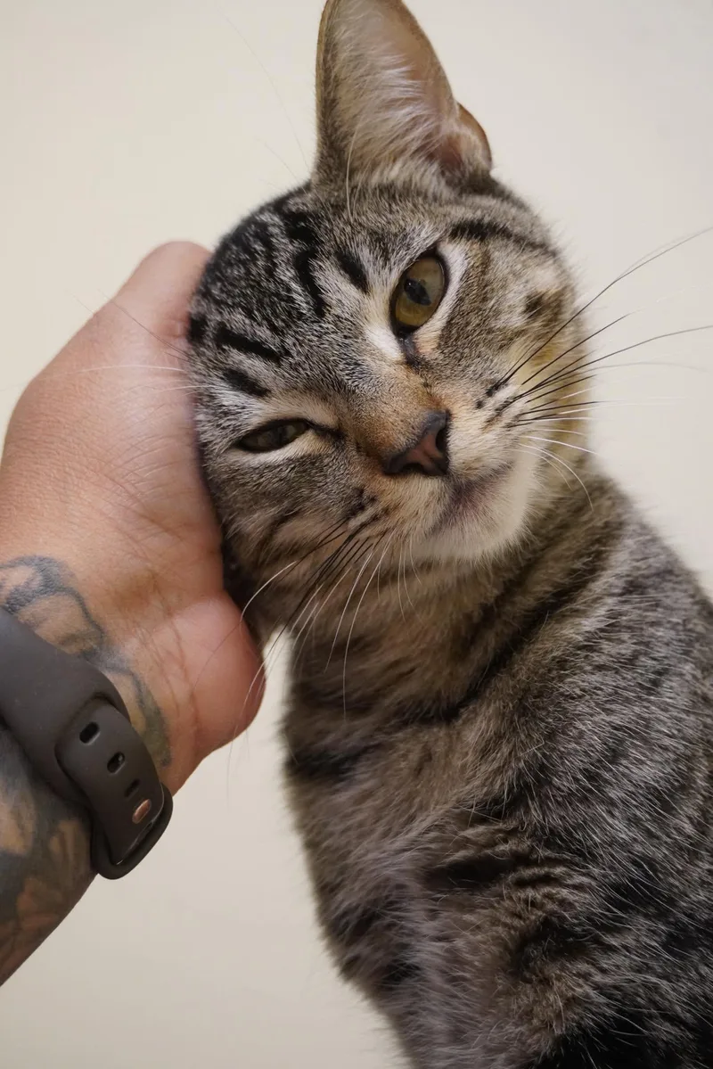 Waylon thumbnail 3