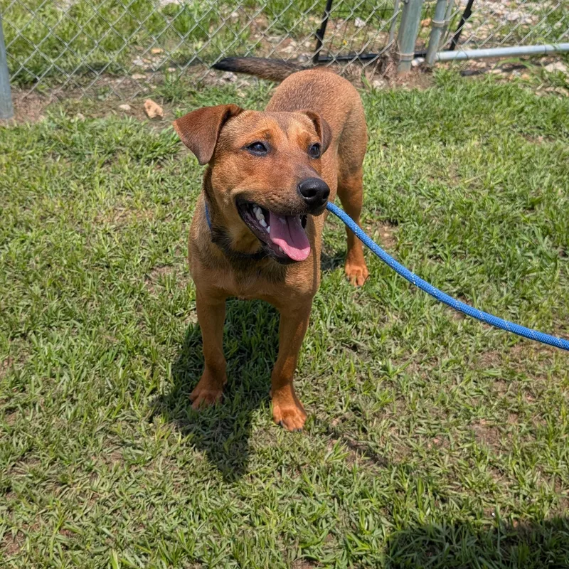 A young medium-sized male Red / Chestnut / Orange Mixed Breed dog named Basco for adoption in Cranston, RI