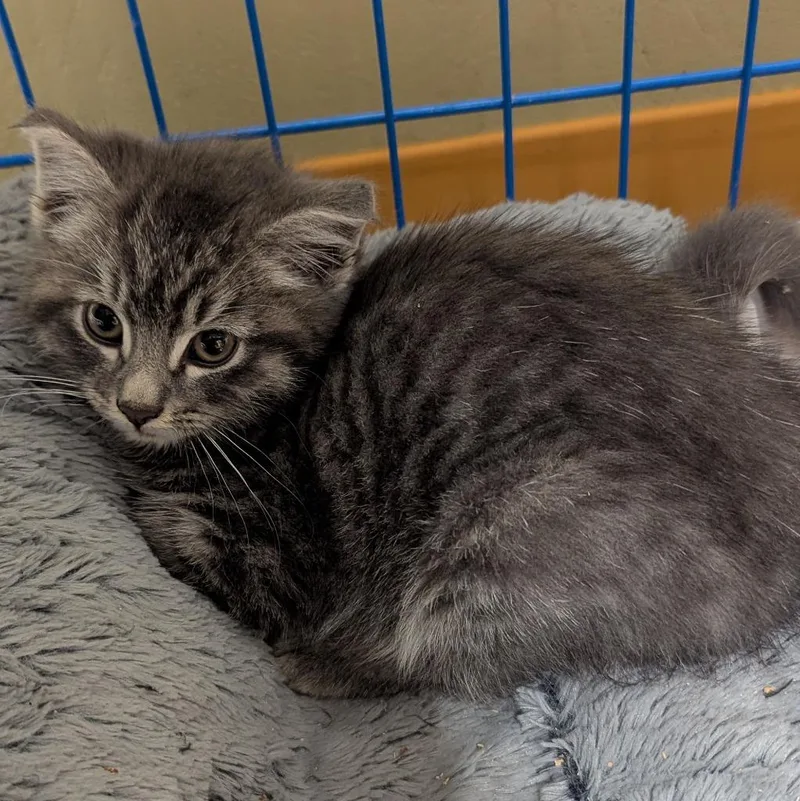 A baby medium-sized male Domestic Short Hair cat named Boomtown for adoption in Aberdeen, WA