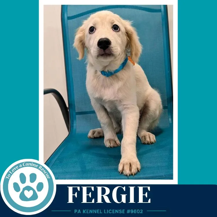 A baby medium-sized female Australian Shepherd dog named Fergie for adoption in Kimberton, PA
