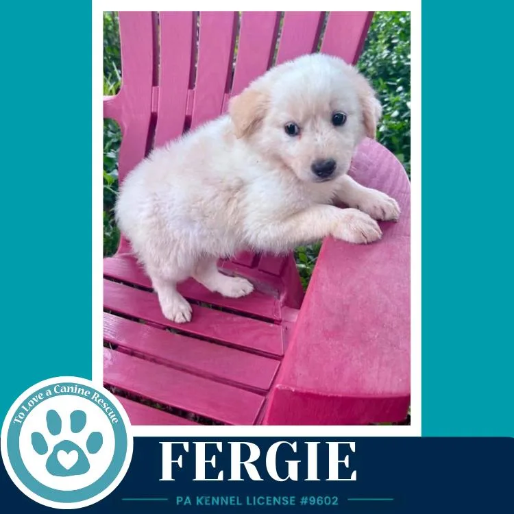 Fergie thumbnail 3
