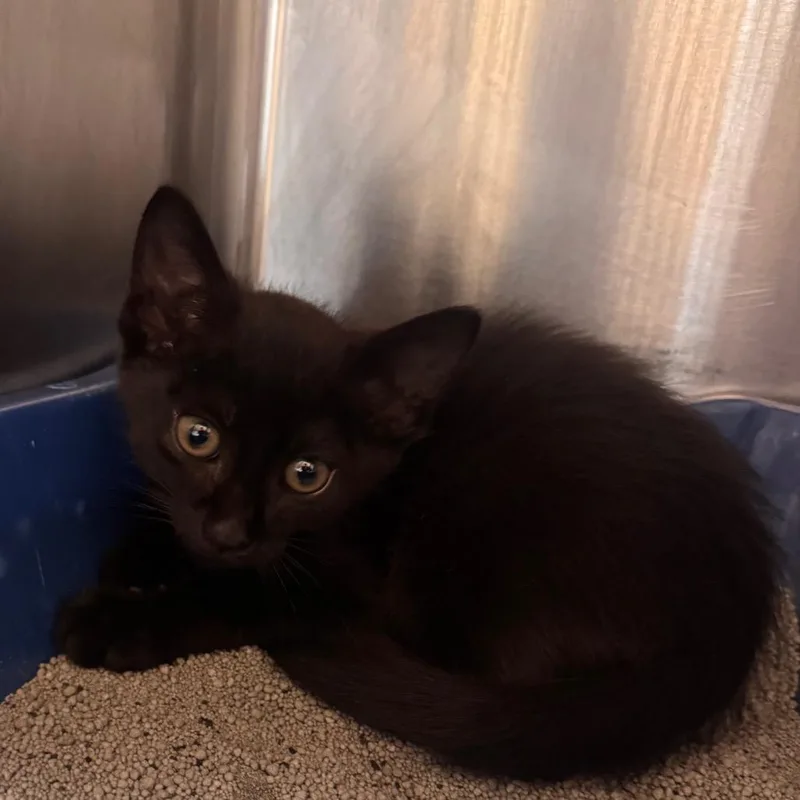 A baby small-sized male Black Domestic Short Hair cat named Hemingway for adoption in Starkville, MS
