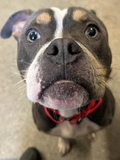 A young medium-sized male Black Pit Bull Terrier dog named Kratos for adoption in Cleveland, OH