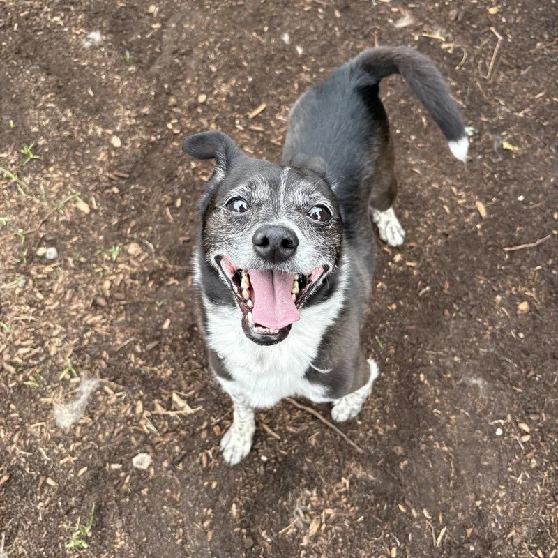 An adult small-sized male White / Cream Mixed Breed dog named Blitz for adoption in Newark, NJ