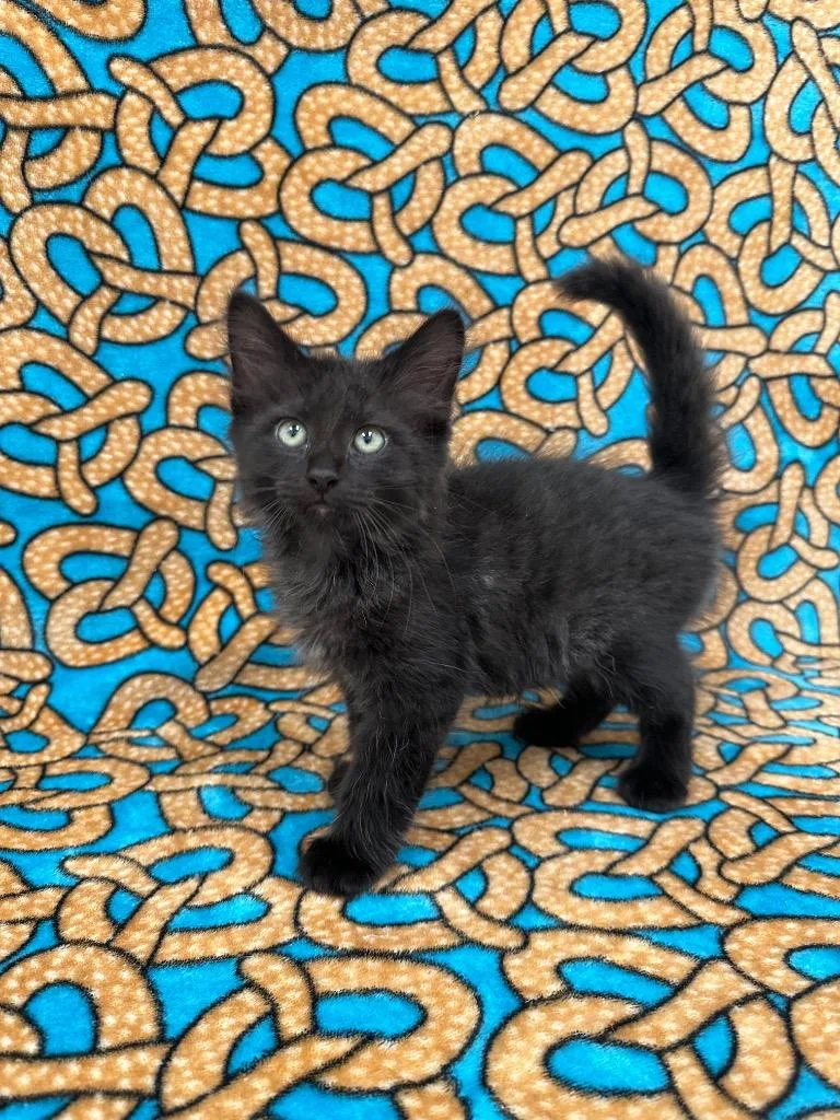 A baby medium-sized male Domestic Long Hair cat named Kraken @PetSmart Walker Rd for adoption in Newberg, OR