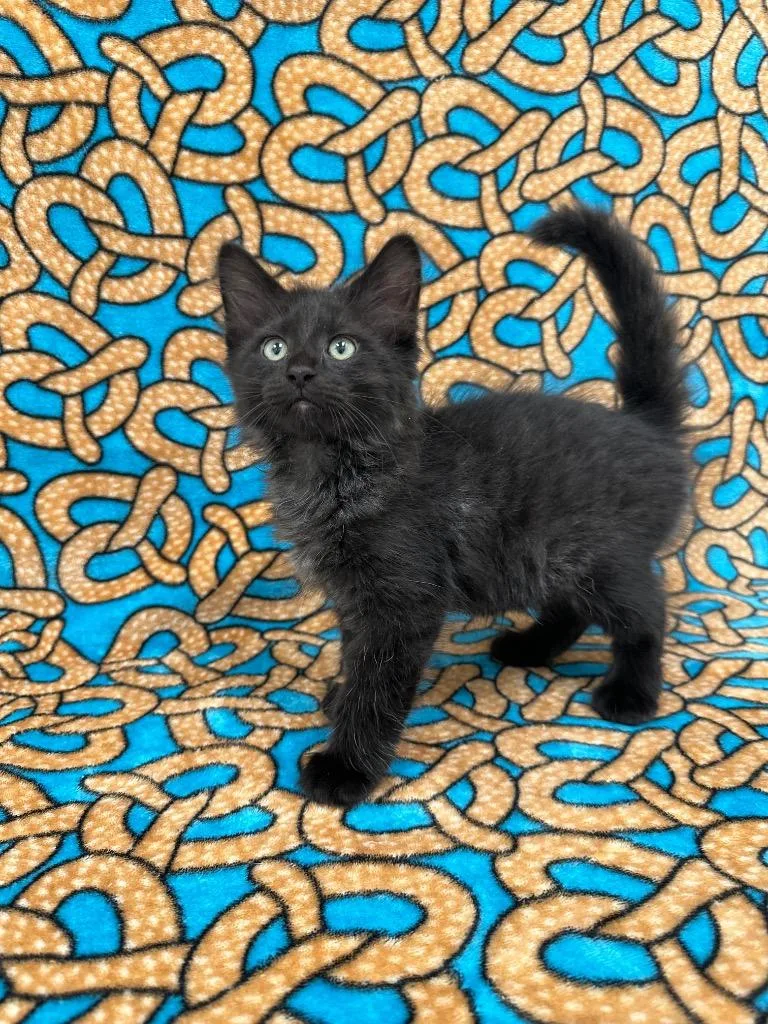 Kraken @PetSmart Walker Rd thumbnail 2