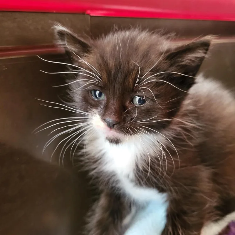 A baby small-sized female Black Domestic Short Hair cat named Martin for adoption in Kanab, UT