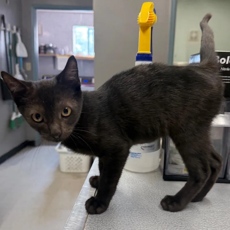 A baby small-sized male Black Domestic Short Hair cat named Keola for adoption in Spokane, WA