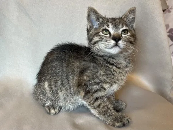 A baby medium-sized female Domestic Short Hair cat named Marigold for adoption in Silverdale, WA