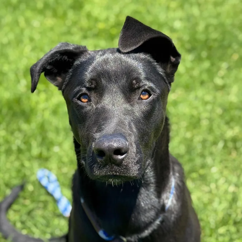 A young large-sized male Black Labrador Retriever dog named Coco for adoption in Santa Barbara, CA