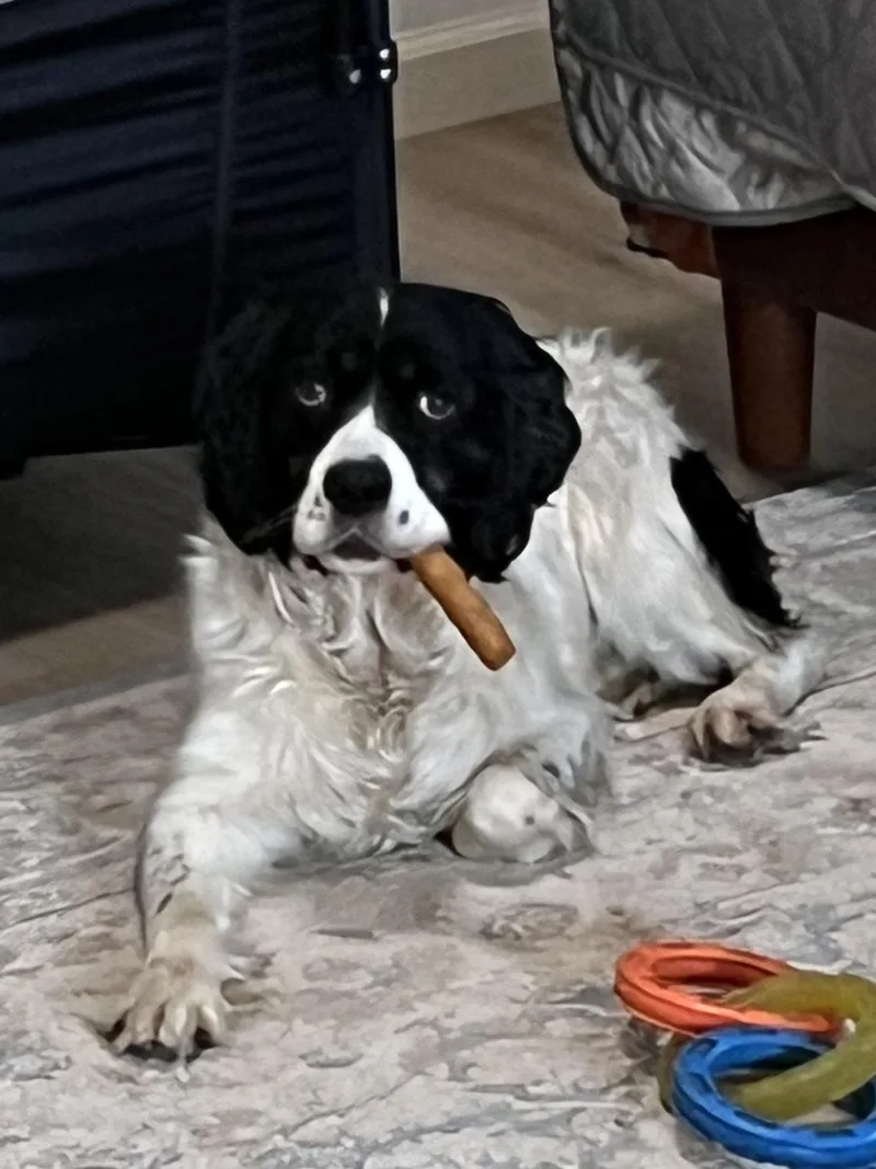 An adult medium-sized female White / Cream English Springer Spaniel dog named Meet Olive – Your for adoption in woodland, CA