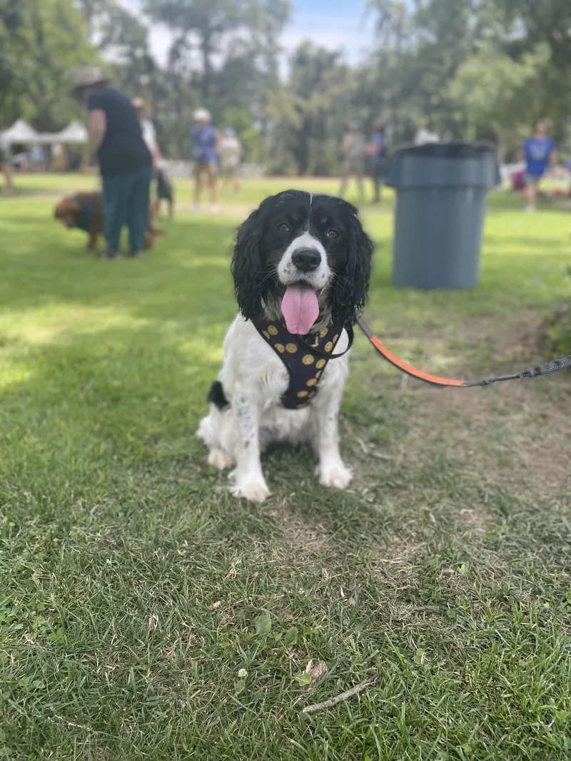 Meet Olive – Your thumbnail 5