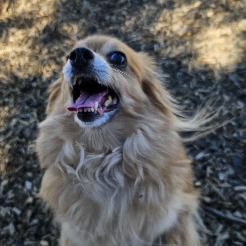 A senior small-sized male White / Cream Chihuahua dog named Tobi for adoption in The Dalles, OR