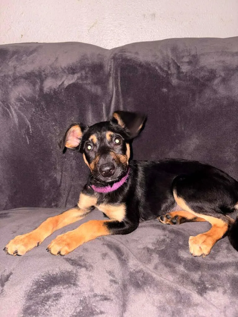 Dixie