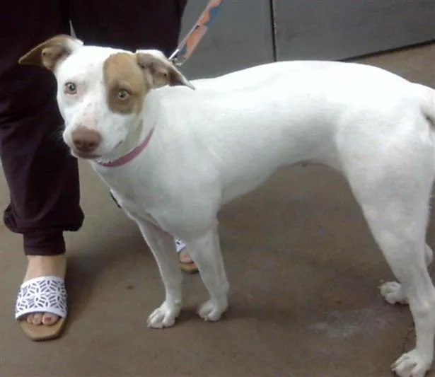 A young medium-sized female Mixed Breed dog named Sunny for adoption in Dallas, TX