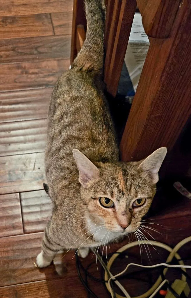 A young medium-sized female Domestic Short Hair cat named Mama Morton for adoption in Fayetteville, TN