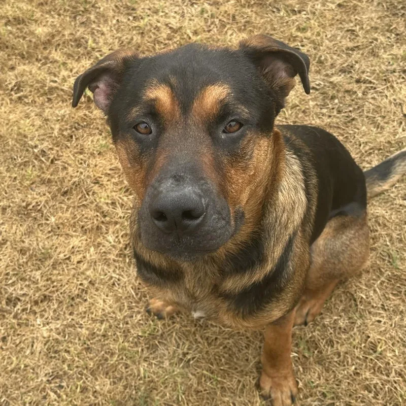 An adult large-sized male Brown / Chocolate Mixed Breed dog named King for adoption in Santa Barbara, CA