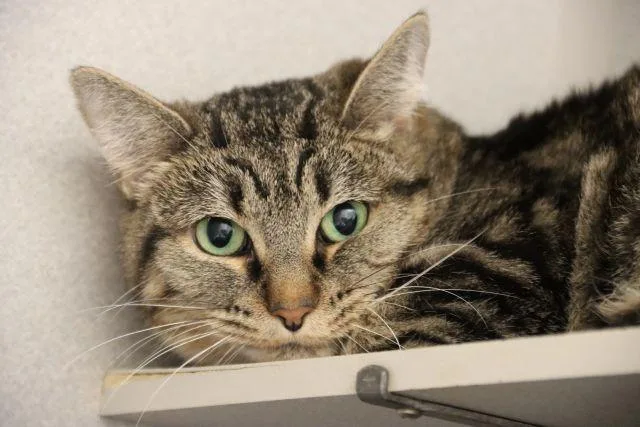 An adult small-sized female Domestic Short Hair cat named Skittles for adoption in Tucson, AZ