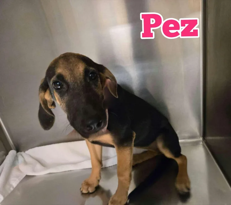 A baby large-sized female Black and Tan Coonhound dog named Pez for adoption in New Baltimore, MI