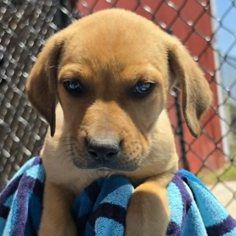 A baby large-sized male Brown / Chocolate German Shepherd Dog dog named David Lee Roth for adoption in Olathe, KS