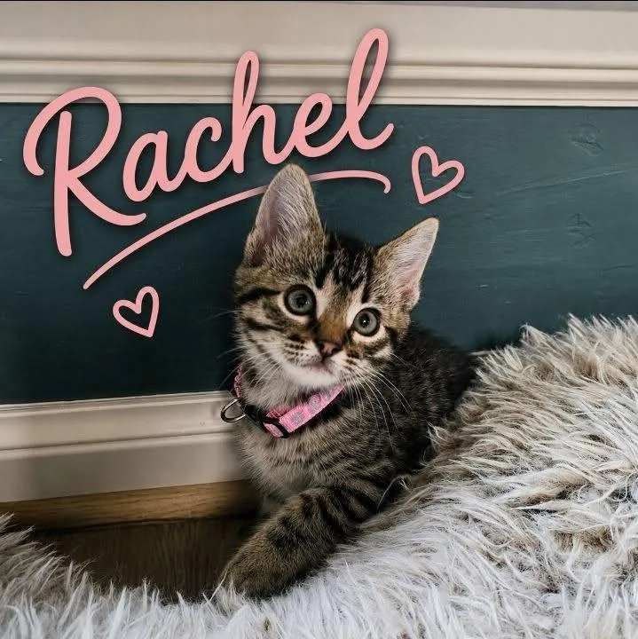Rachel