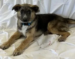 A baby medium-sized male White German Shepherd dog named Aloysius for adoption in West Memphis, AR