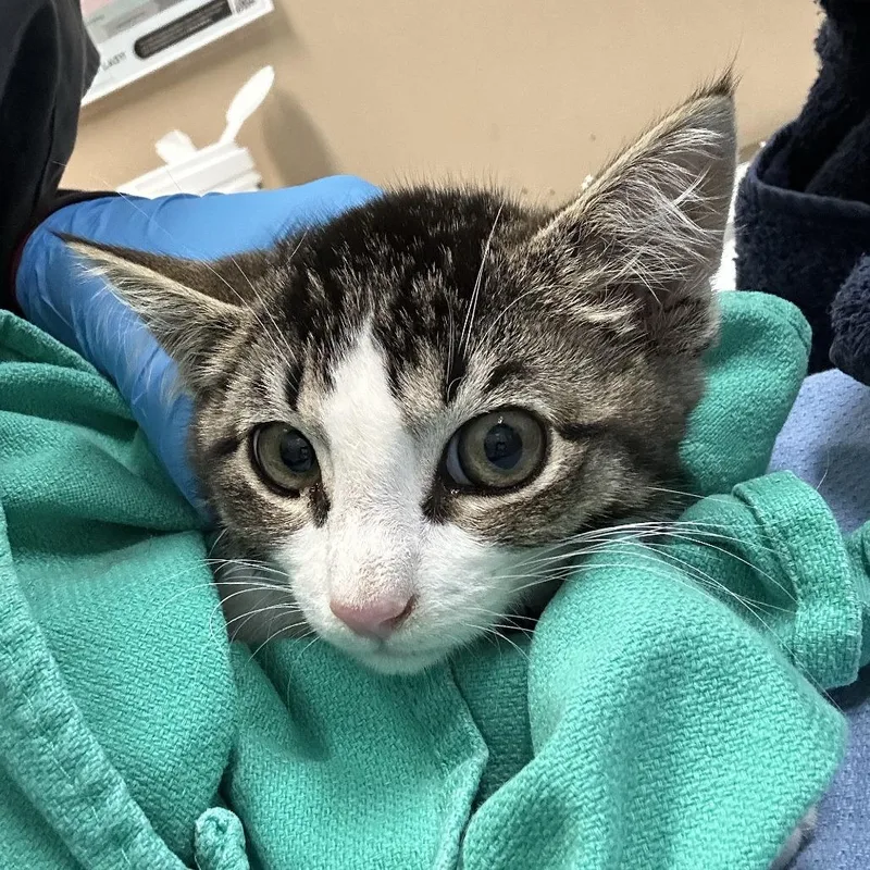 A baby small-sized male Brown / Chocolate Domestic Short Hair cat named Oliver for adoption in Tacoma, WA