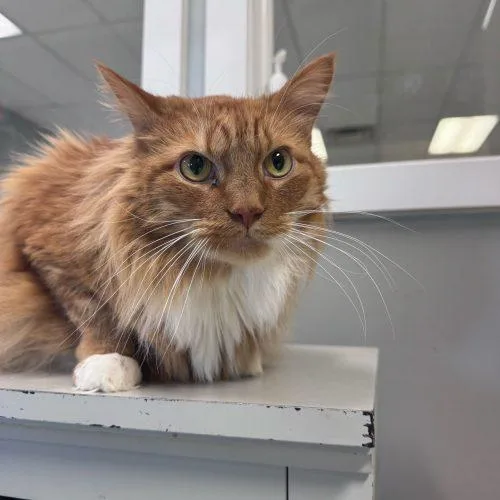 An adult extra large-sized male Orange / Red Domestic Long Hair cat named Bourbon for adoption in Toms River, NJ