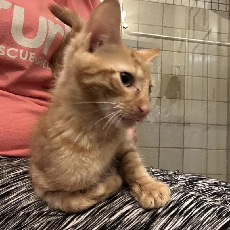 A baby small-sized male Domestic Short Hair cat named Wobble for adoption in Cumming, GA