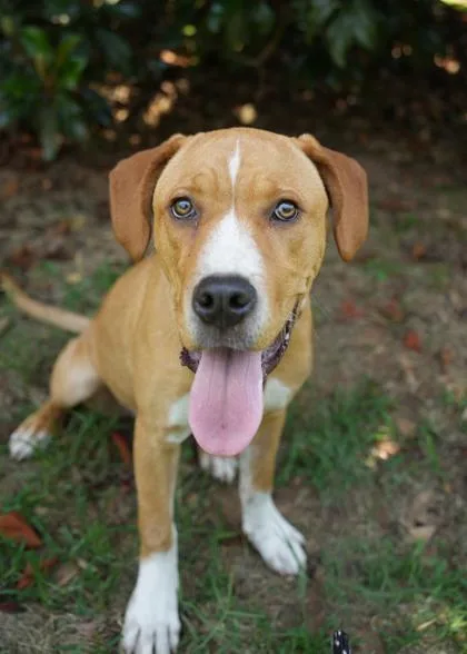 A young large-sized female Mixed Breed dog named Emarosa for adoption in Aiken, SC