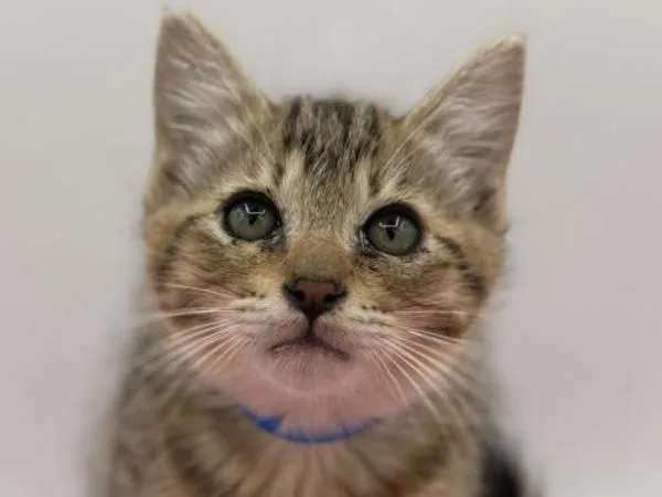 A baby small-sized male Domestic Short Hair cat named Yin for adoption in Portland, OR