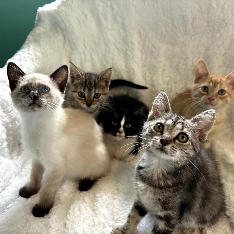 A baby small-sized male Orange / Red Domestic Short Hair cat named Kevin for adoption in Lexington, KY