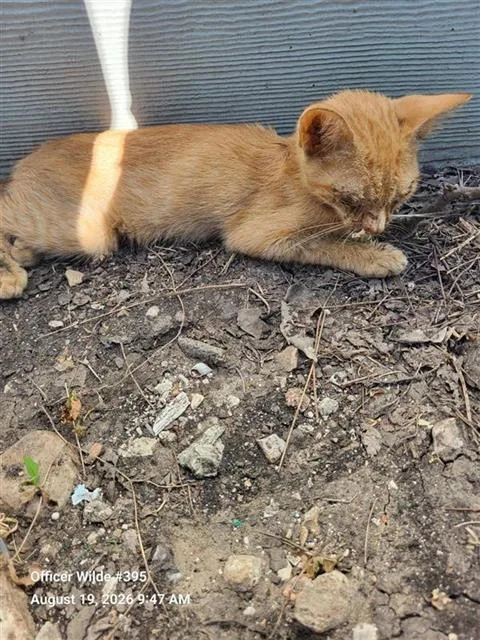 A baby small-sized male Domestic Short Hair cat named Simon for adoption in San Antonio, TX