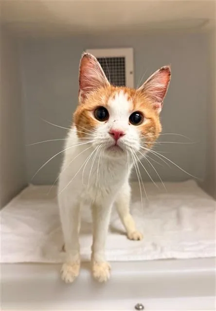 A young medium-sized female Domestic Short Hair cat named Sunset for adoption in Statesville, NC