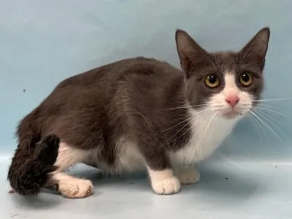 An adult small-sized female Domestic Short Hair cat named Momma for adoption in Coon Rapids, MN