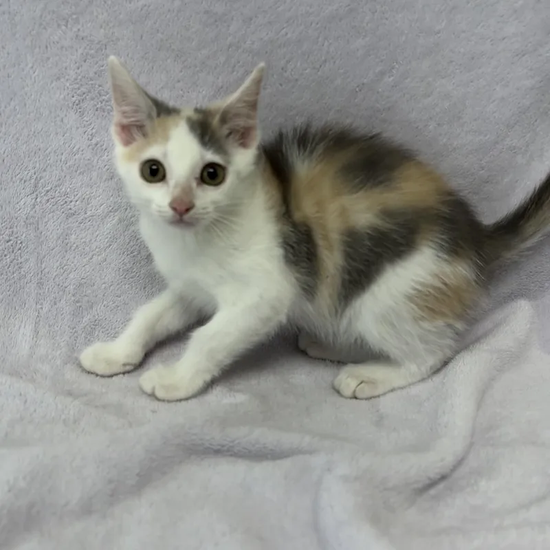 A baby medium-sized female White Domestic Short Hair cat named Rose for adoption in Valdosta, GA