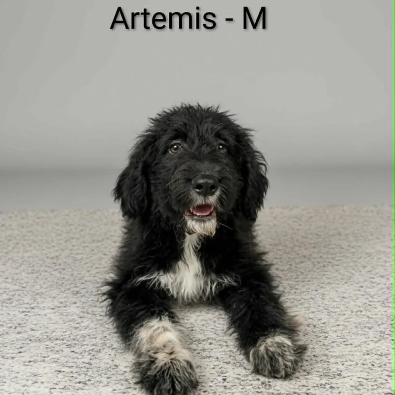 A baby extra large-sized male Black Great Pyrenees dog named Artemis for adoption in Griswold, CT