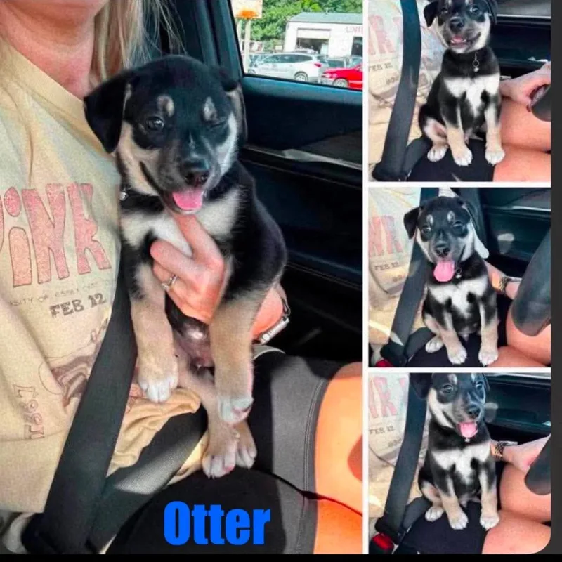 A baby small-sized male Black Mixed Breed dog named Otter for adoption in Rockville, MD