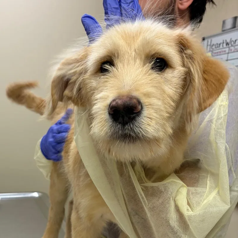 A baby large-sized male Labrador Retriever dog named Chase for adoption in Cumming, GA