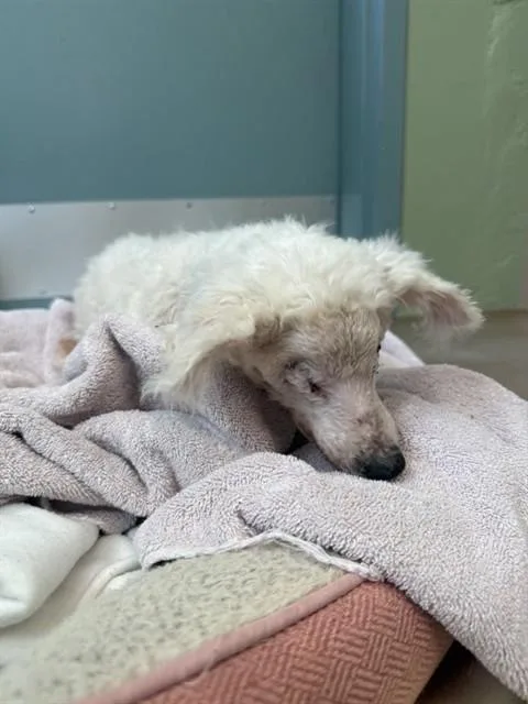 A senior small-sized male Bichon Frise dog named Zeus for adoption in San Jose, CA