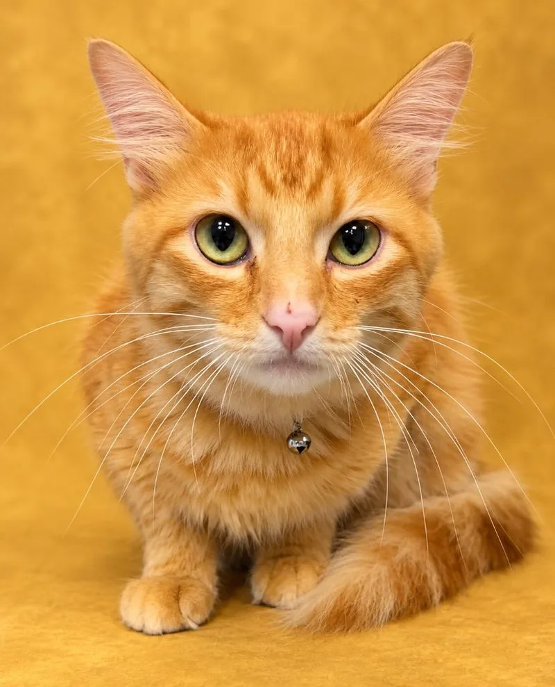A young medium-sized male Domestic Long Hair cat named Poptart for adoption in Columbia, TN