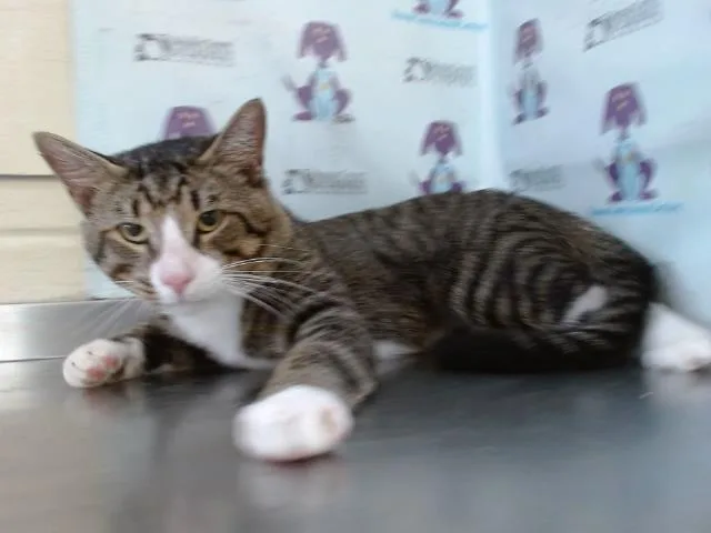 An adult small-sized male Domestic Short Hair cat named Max for adoption in Orlando, FL