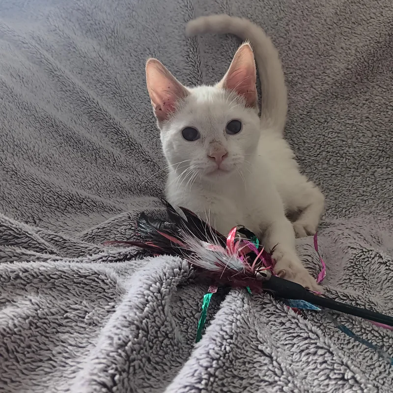 A baby medium-sized male Siamese cat named Opie for adoption in North East, MD