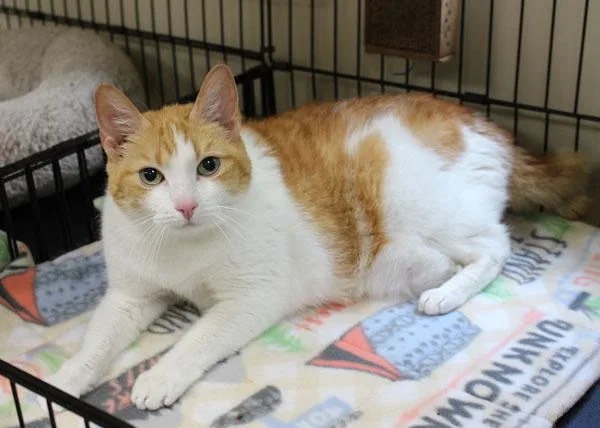 A senior medium-sized female Orange & White Domestic Short Hair cat named Emmie for adoption in Mansfield, MA
