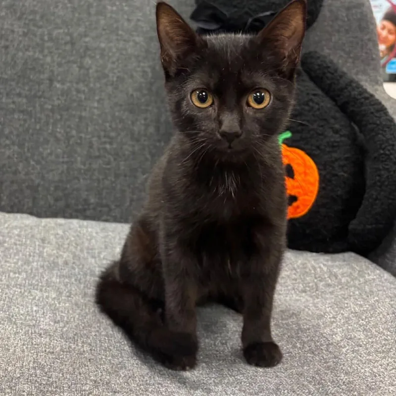 A baby small-sized female Black Domestic Short Hair cat named Furiosa for adoption in Buffalo, MN