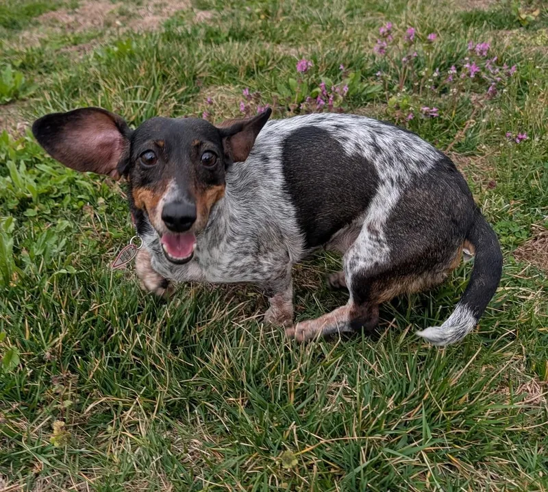 Rudy In Tn thumbnail 4